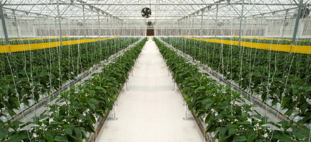 Hydroponic Greenhouse